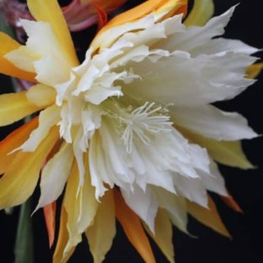 WWW.EPIPHYLLUM.ONLINE
