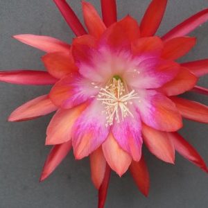 Nutbush City Limits