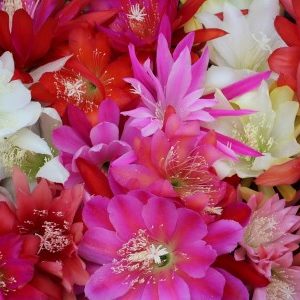 Package: 5 different Epiphyllum hybrids, yellow ones our choice