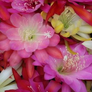 Package: 5 different Epiphyllum hybrids our choice