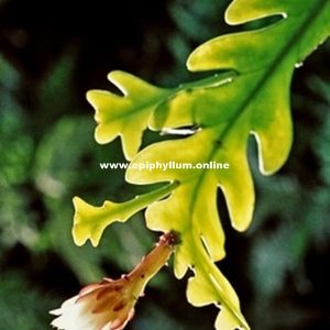 Eccremocactus imitans