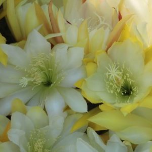 Package: 5 different Epiphyllum hybrids, white ones, our choice
