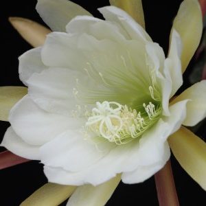 Emperor Tenji
