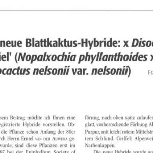Paper digital: x Disochia Emiel, a new hybrid
