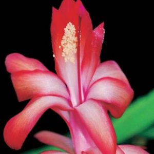 Paper digital: Description of Schlumbergera: x eprica ‘Proud Tina’ & x regina ‘Duchess of York’