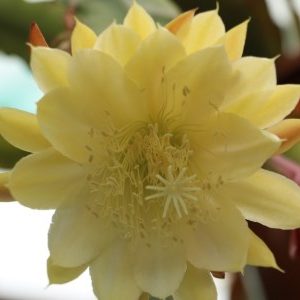 Acapulco Flower
