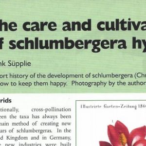 Paper digital: The care and cultivation of Schlumbergera