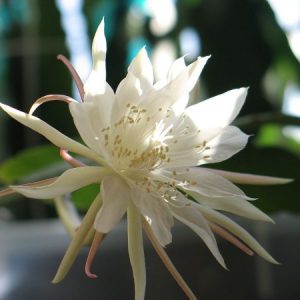 Epiphyllum pumilum