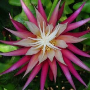 Cryptocereus anthonyanus
