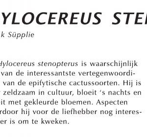 Paper digital: Hylocereus stenopterus