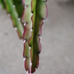 Lepismium cruciforme aff