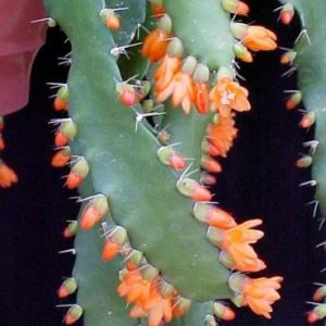 Lepismium monacanthum