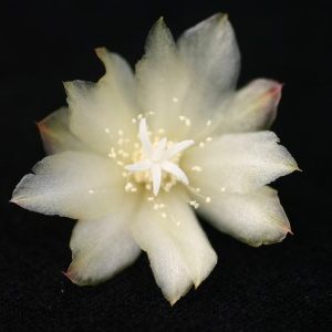 Lepismium paranganiense