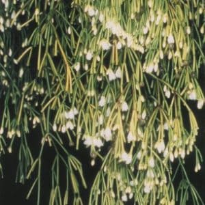 Rhipsalis clavata f. clavata