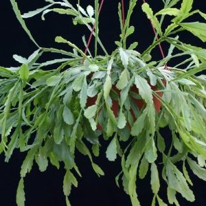 Rhipsalis goebeliana