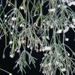 Rhipsalis pilocarpa subsp. pilocarpa