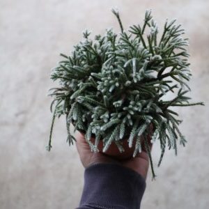 Rhipsalis pilocarpa subsp. minima
