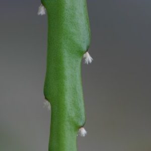 Lepismium asuntapatense WK 970