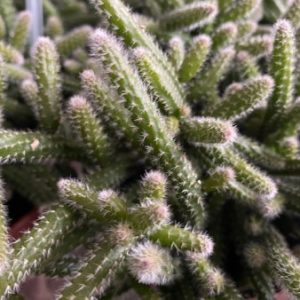 Rhipsalis baccifera subsp. horrida