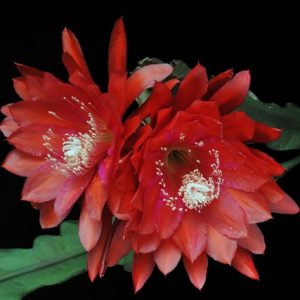 Red Sweetheart