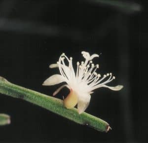 Rhipsalis ewaldiana