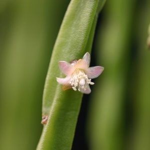 Rhipsalis pacheo-leonis subsp catenuata