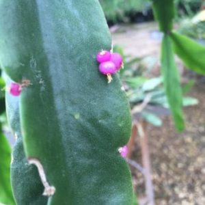 Rhipsalis russellii