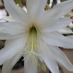 Roermond’s White