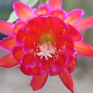 Dancing with a stranger