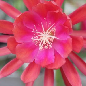 Indian Pink