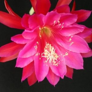 Afghanistan Baby