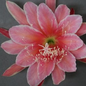 Sakuharime