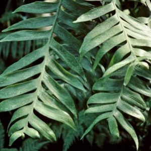 Marniera crysocardium
