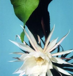 Epiphyllum oxypetalum