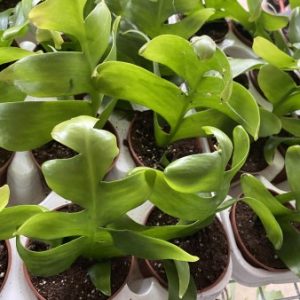 Marniera crysocardium- rooted cutting only for EU