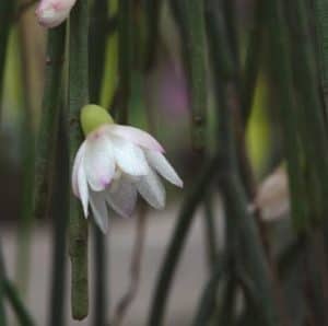 Rhipsalis pulchra