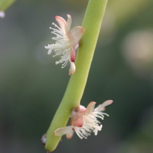 Rhipsalis trigona