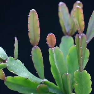 Rhipsalis agudoensis