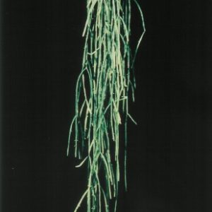 Rhipsalis micrantha f. kirbergii