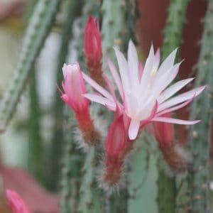 Selenicereus innesii