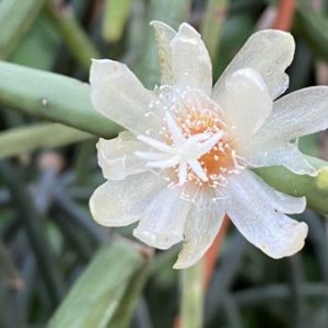 Rhipsalis neves-armondii
