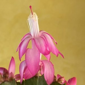 Schlumbergera Super Dooper