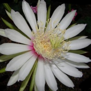 Selenicereus wercklei
