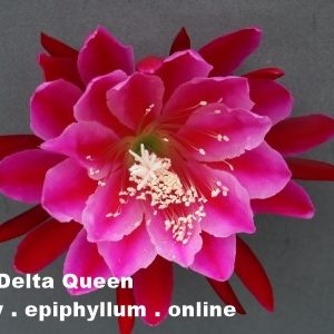 The Delta Queen