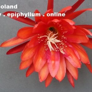 Limboland