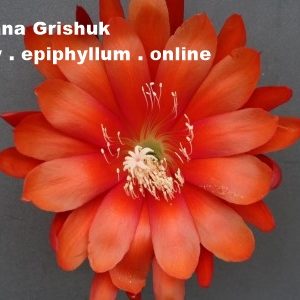 Oksanah Grischuk