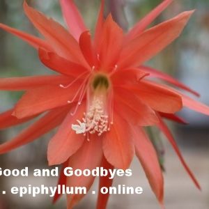 The Good and the Goodbyeas