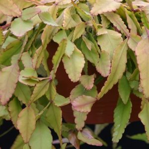 Rhipsalis elliptica
