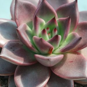 Echeveria ‘Taurus’