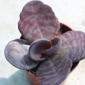 Kalanchoe humilis ‘Zebra’